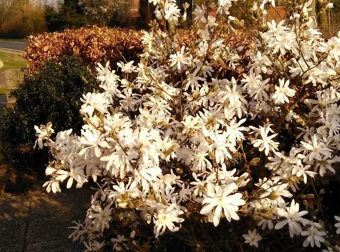 Wisbek Apartamento *